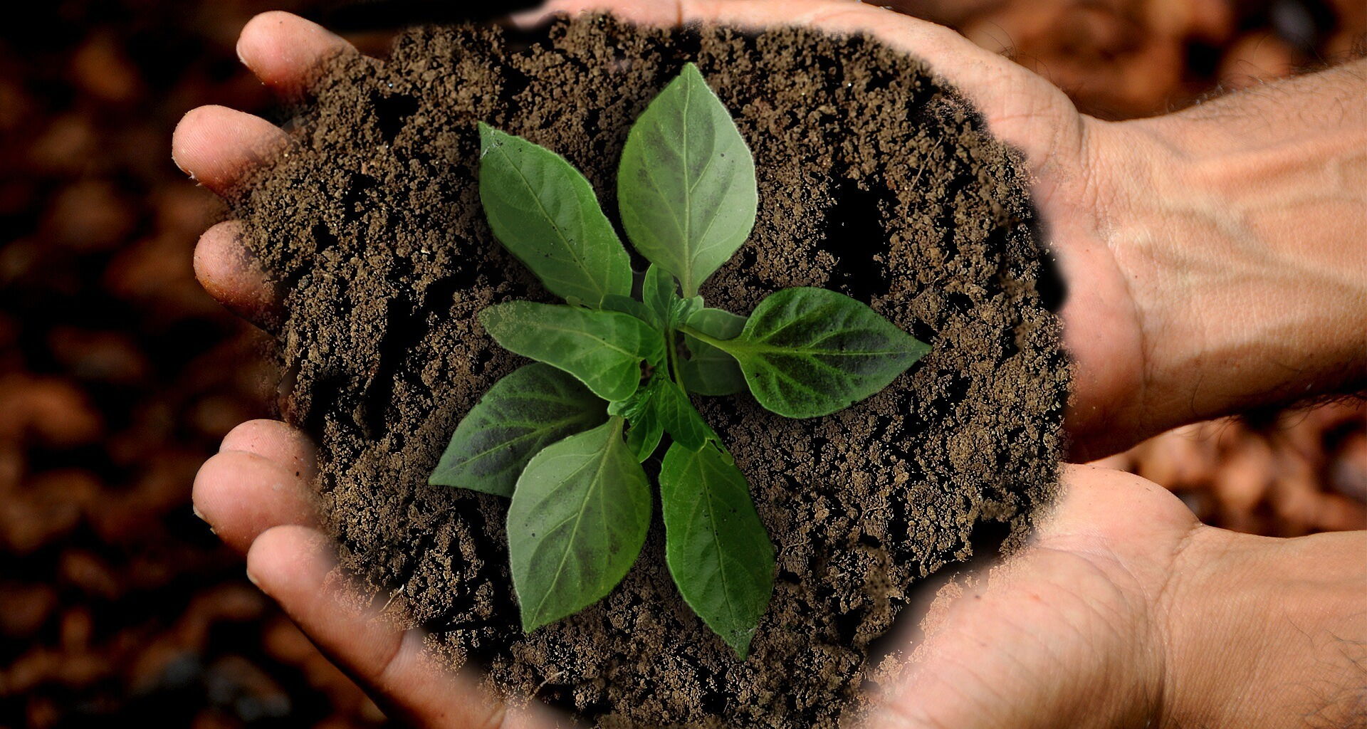 A plant with soil is held with both hands © Annette auf Pixabay