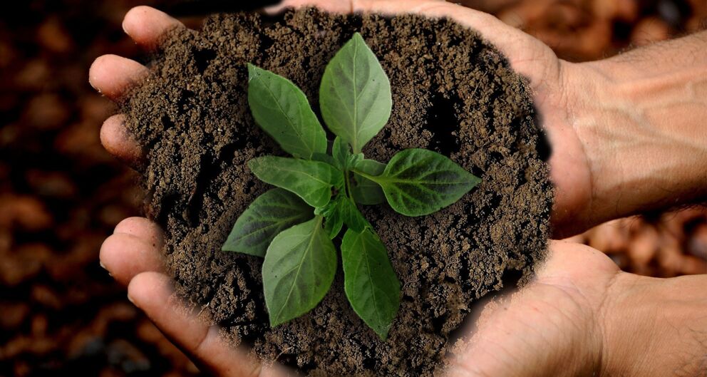 A plant with soil is held with both hands © Annette auf Pixabay
